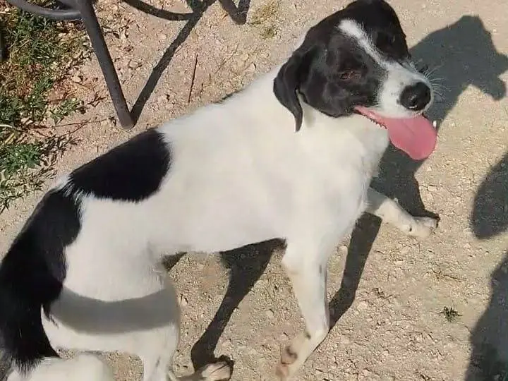 Adotta un cane, maschio, 3 anni e 2 mesi, Viterbo