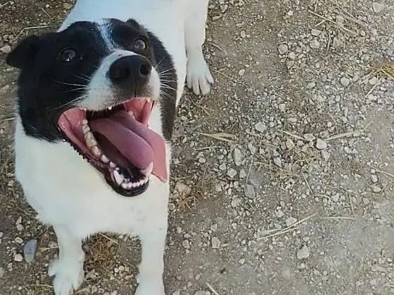 Adozione cane, maschio, Razza sconosciuta Razza sconosciuta, 3 anni e 2 mesi, taglia media contenuta, Viterbo