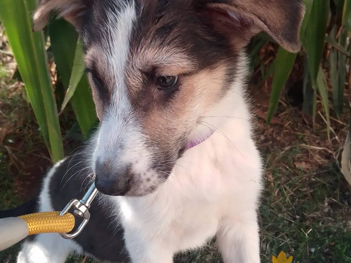 Adotta il cane AURA a Avellino