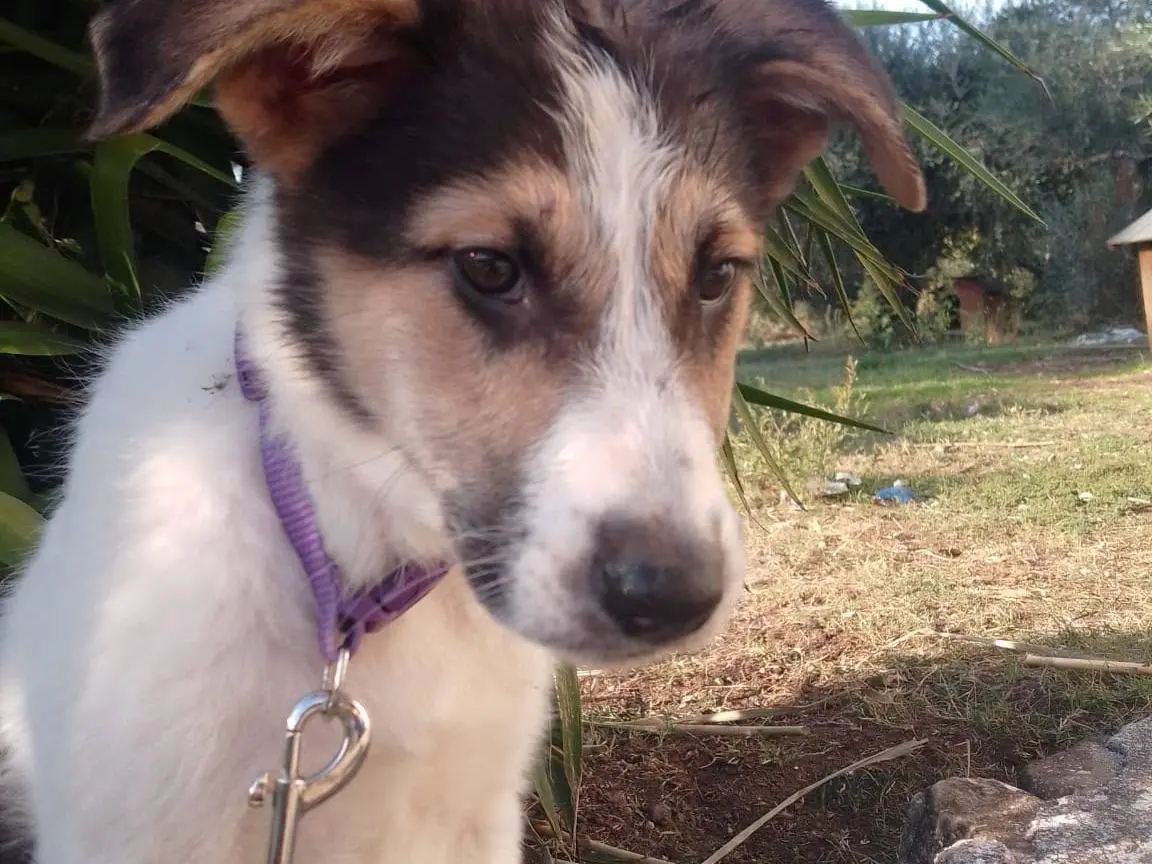 Adozione cane, femmina, Razza sconosciuta Razza sconosciuta, 3 mesi, taglia media, Avellino