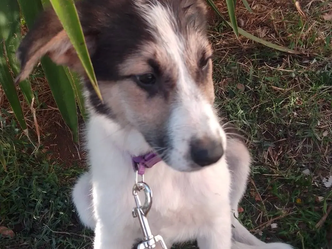 Adotta un cane, taglia media, femmina, Avellino