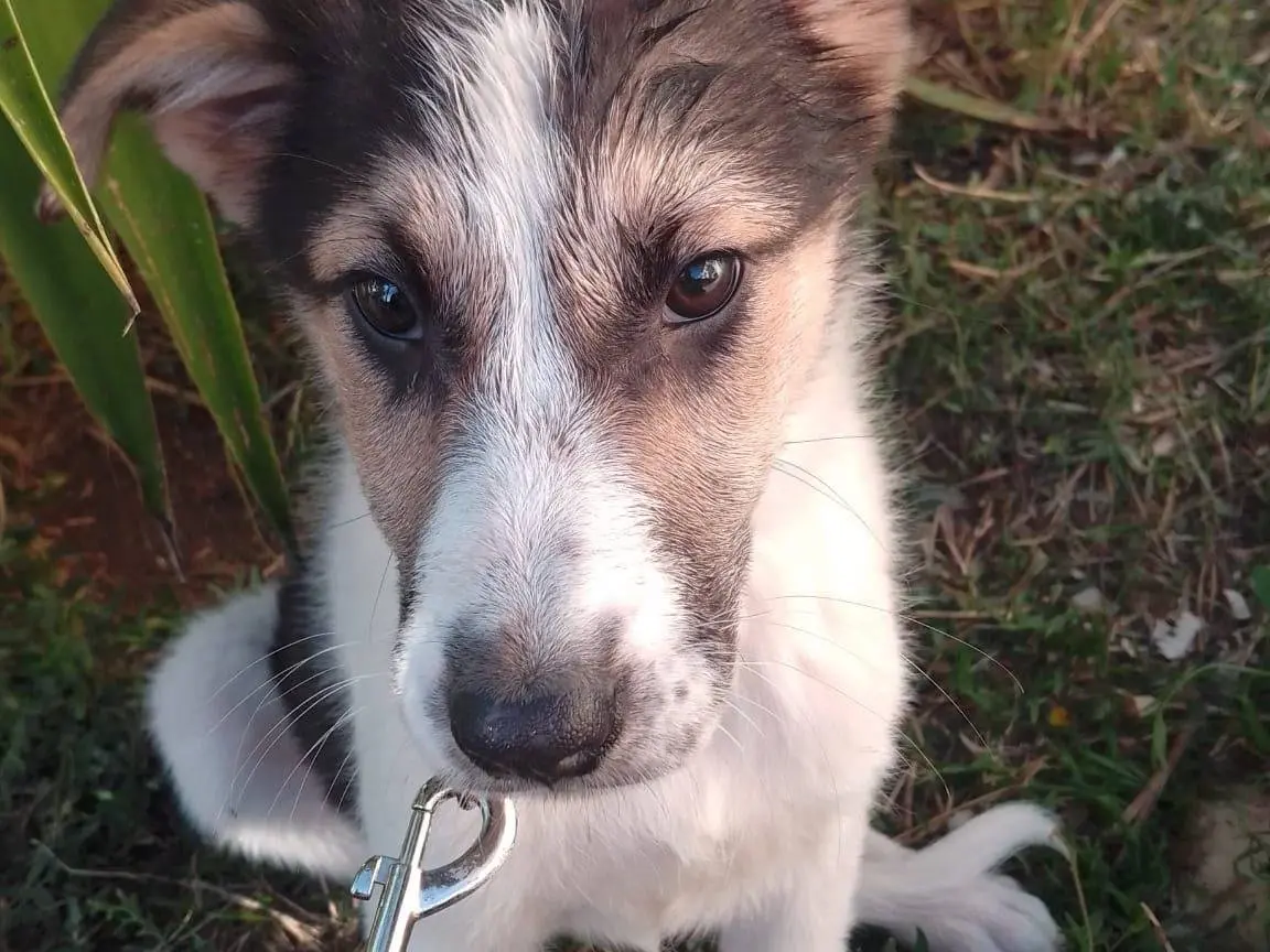 Adotta un cane, femmina, 3 mesi, Avellino