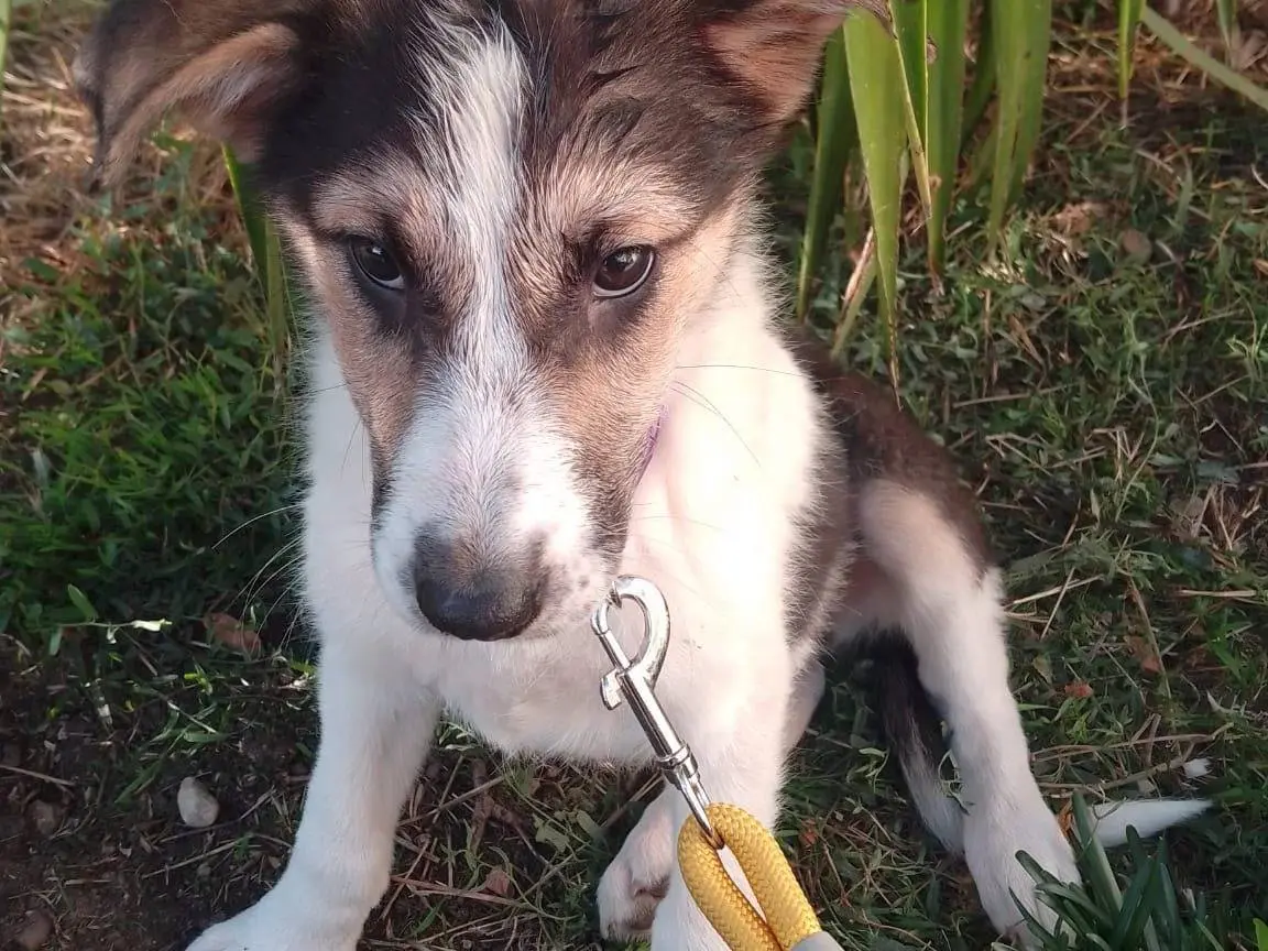 Vuoi adottare un cane a Avellino?