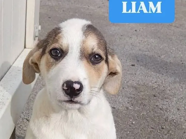 Adozione cane, maschio, Razza sconosciuta Razza sconosciuta, 11 mesi, taglia media, Siracusa
