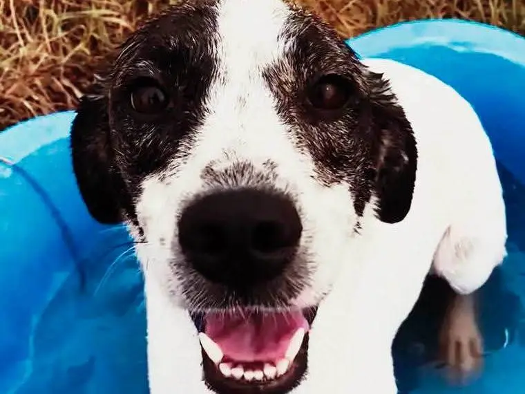 Vuoi adottare un cane a Latina?