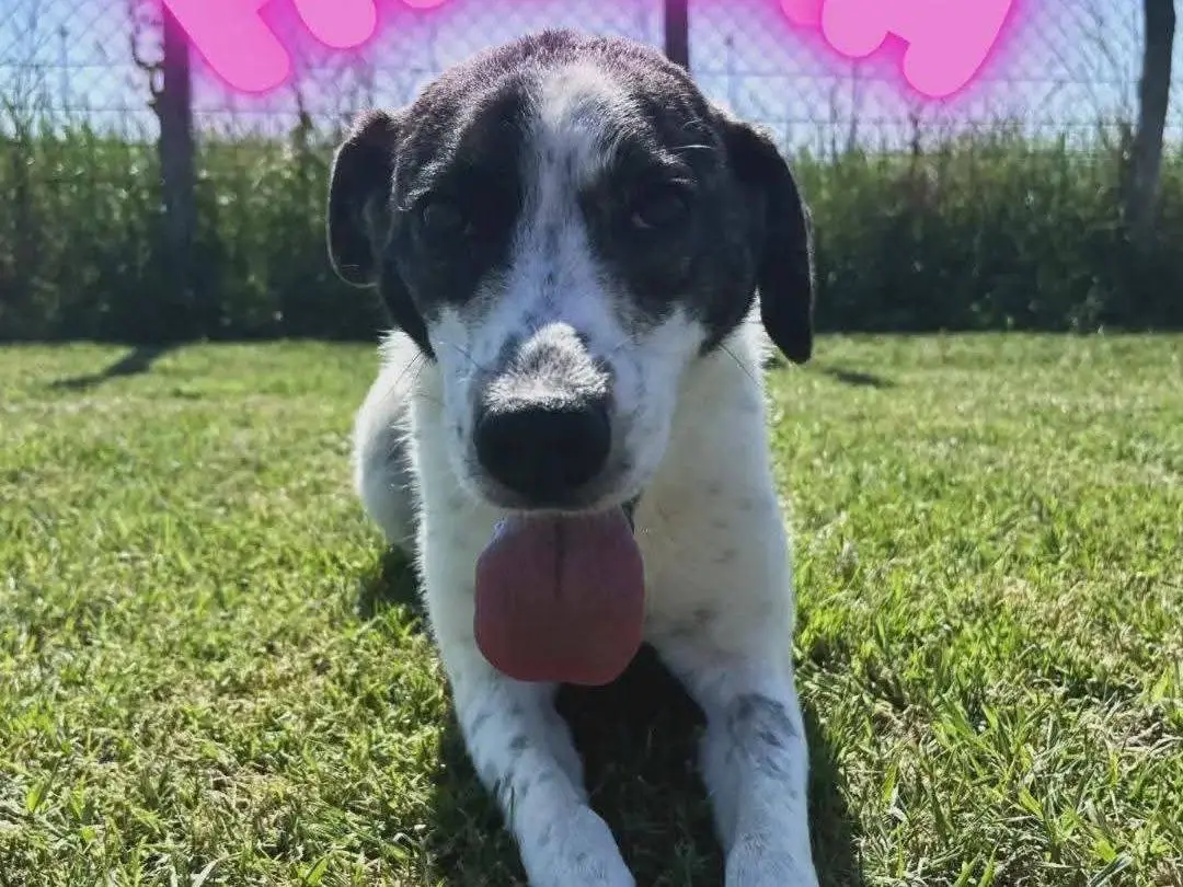 Adotta il cane Fatima a Latina
