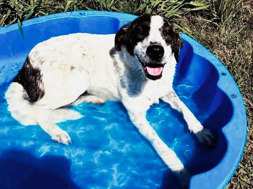 Adotta un cane, femmina, 1 anno e 6 mesi, Latina