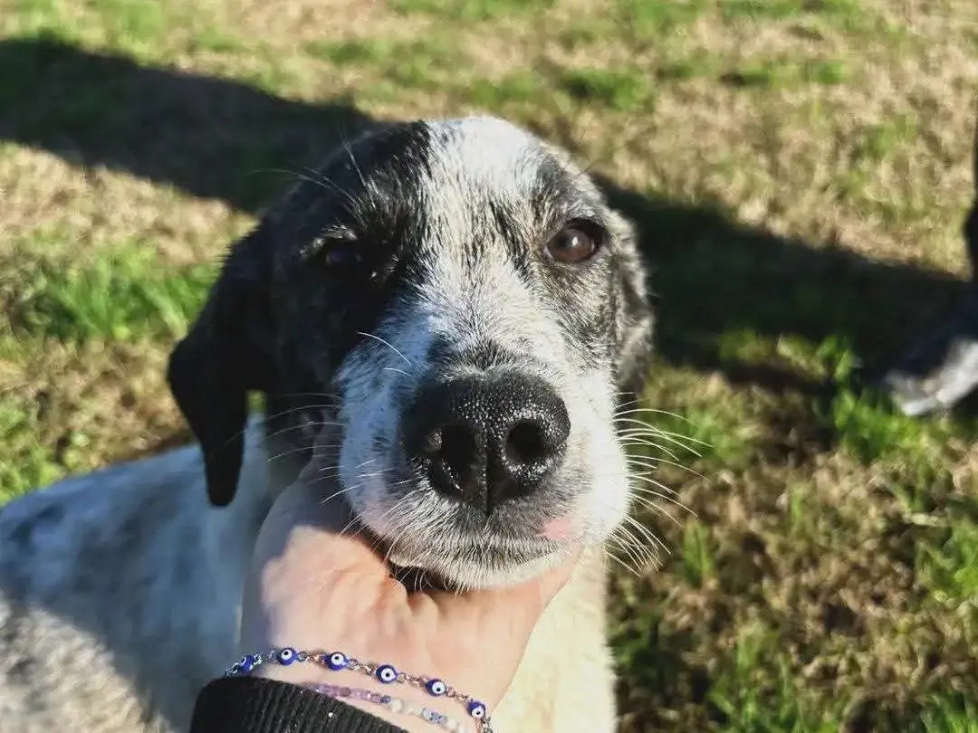 Adozione cane, femmina, Razza sconosciuta Razza sconosciuta, 1 anno e 6 mesi, taglia media, Latina