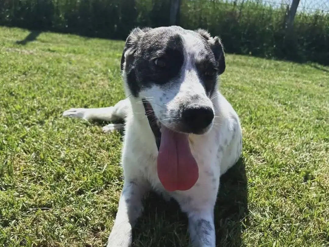 Adotta un cane, taglia media, femmina, Latina