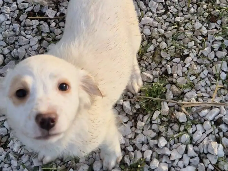 Adozione cane, maschio, Razza sconosciuta Razza sconosciuta, 2 mesi, taglia media contenuta, Potenza