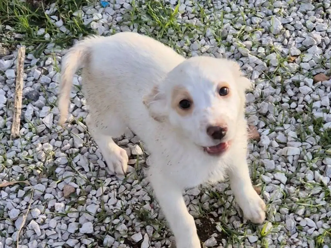 Adotta un cane, maschio, 2 mesi, Potenza