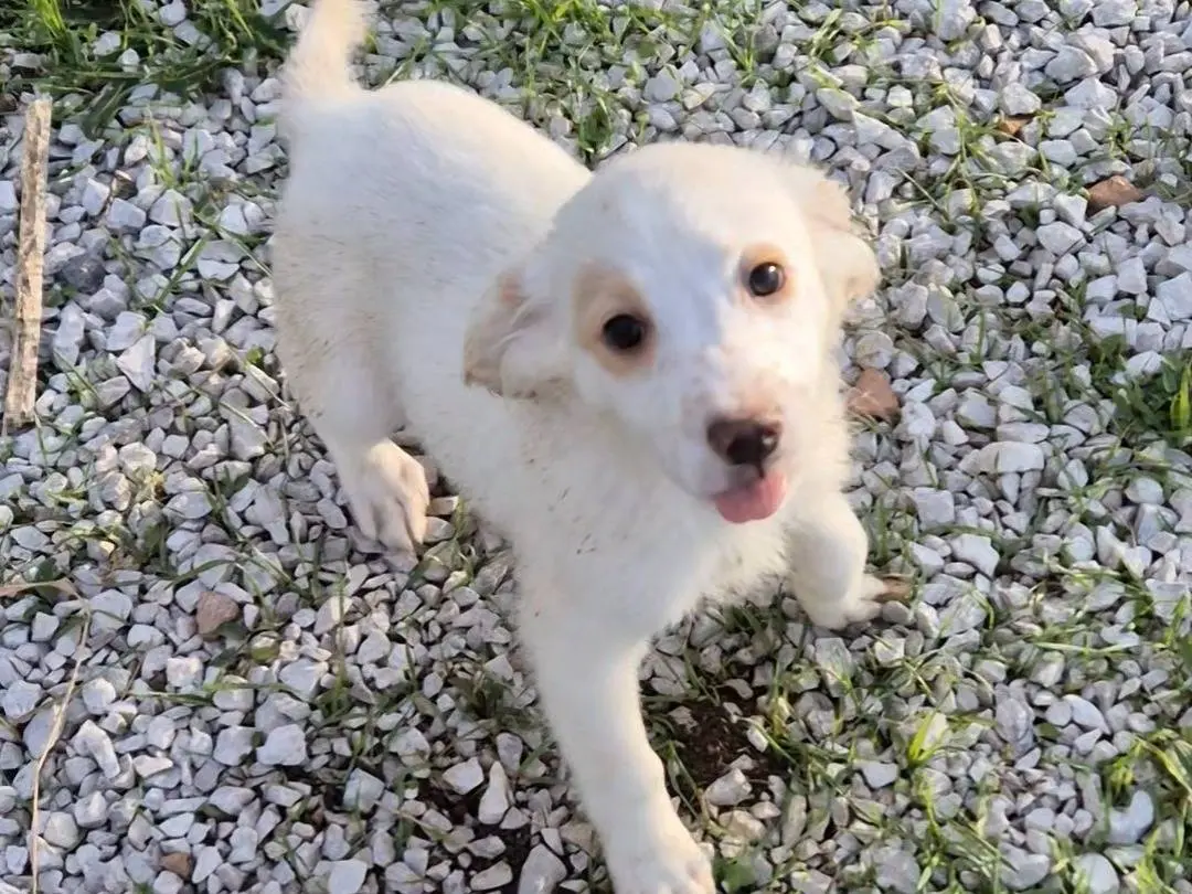 Adotta un cane, taglia media contenuta, maschio, Potenza