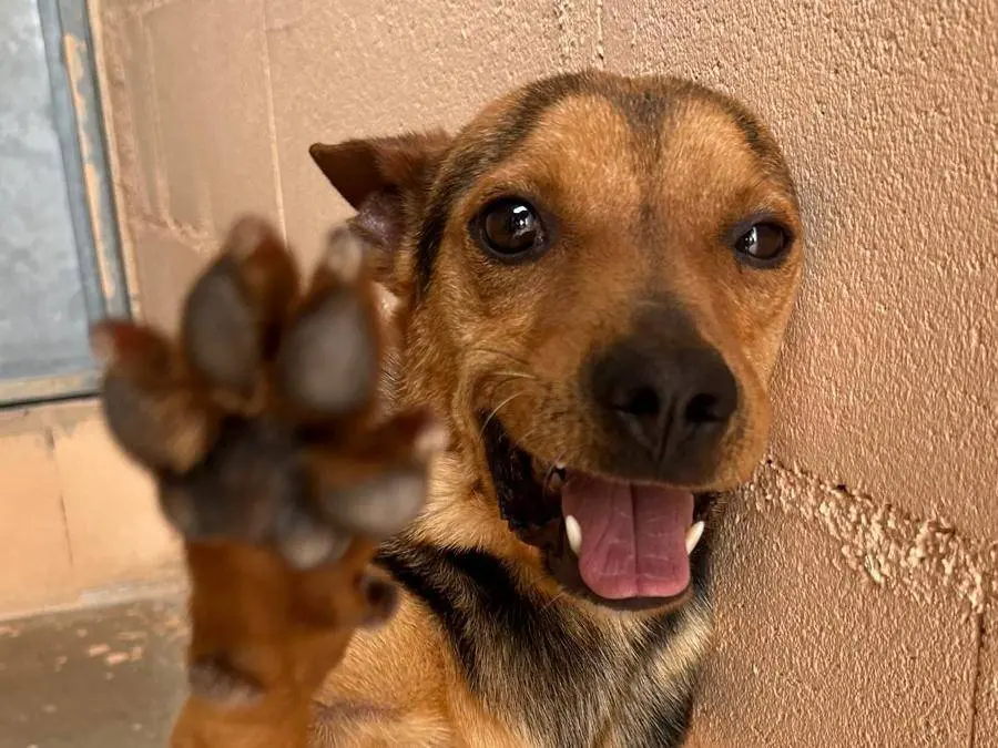 Adotta un cane, taglia piccola, maschio, Asti