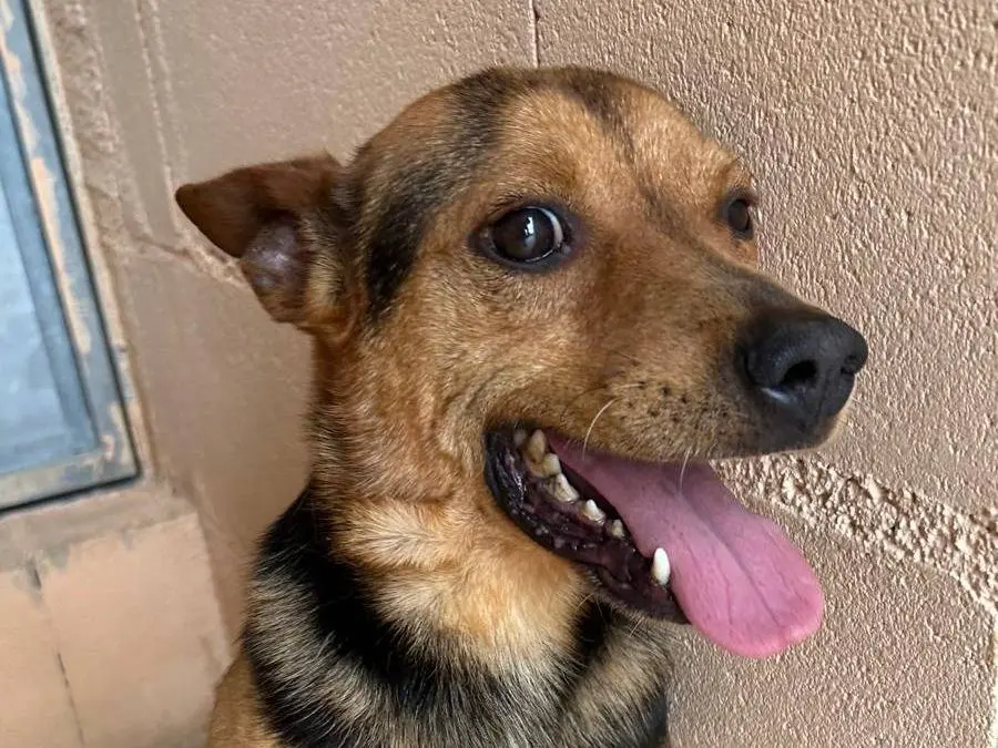 Vuoi adottare un cane a Asti?
