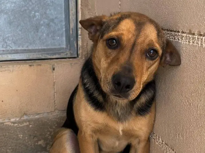 Adotta un cane, maschio, 6 anni e 1 mese, Asti