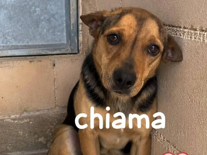 Adozione cane, maschio, Razza sconosciuta Razza sconosciuta, 6 anni e 1 mese, taglia piccola, Asti