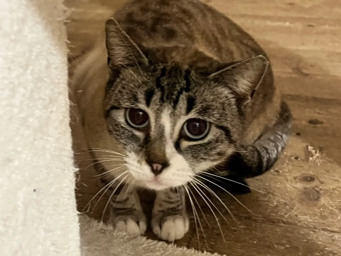 Adotta un gatto, femmina, 6 anni e 7 mesi, Padova