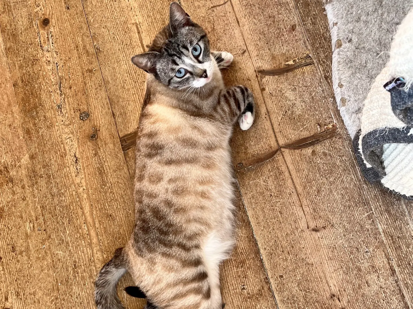 Adozione gatto, femmina, Razza sconosciuta Razza sconosciuta, 6 anni e 7 mesi, taglia non valida, Padova