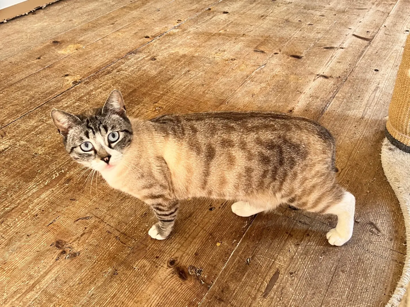 Vuoi adottare un gatto a Padova?