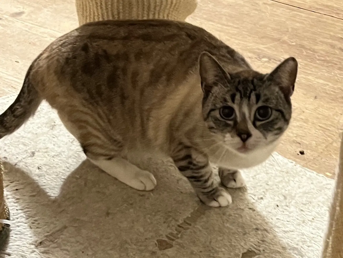 Adotta un gatto, taglia non valida, femmina, Padova