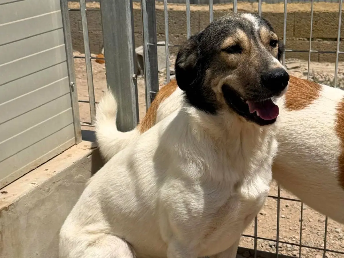 Vuoi adottare un cane a Sassari?