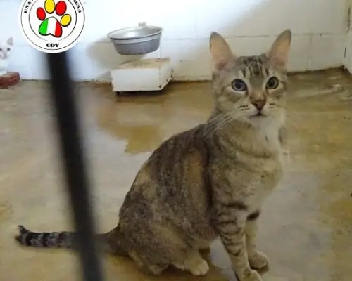 Adozione gatto, femmina, meticcio, 4 anni e 9 mesi, taglia non valida, Como