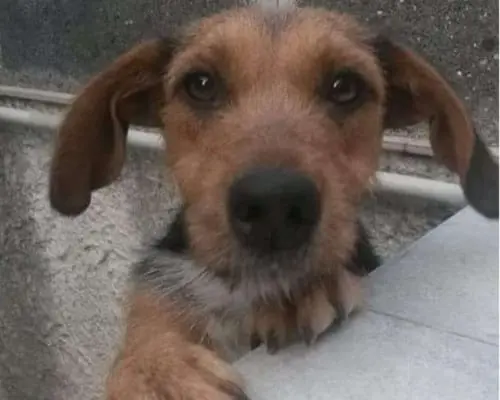 Foto 3 dell'animale