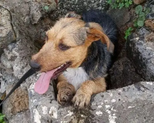 Foto 1 dell'animale