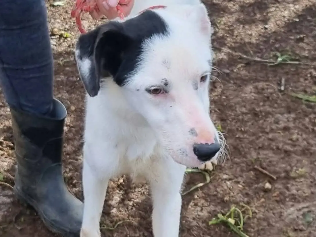 Adotta un cane, taglia media, maschio, Latina
