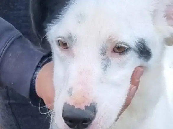 Adozione cane, maschio, Razza sconosciuta Razza sconosciuta, 3 anni e 2 mesi, taglia media, Latina