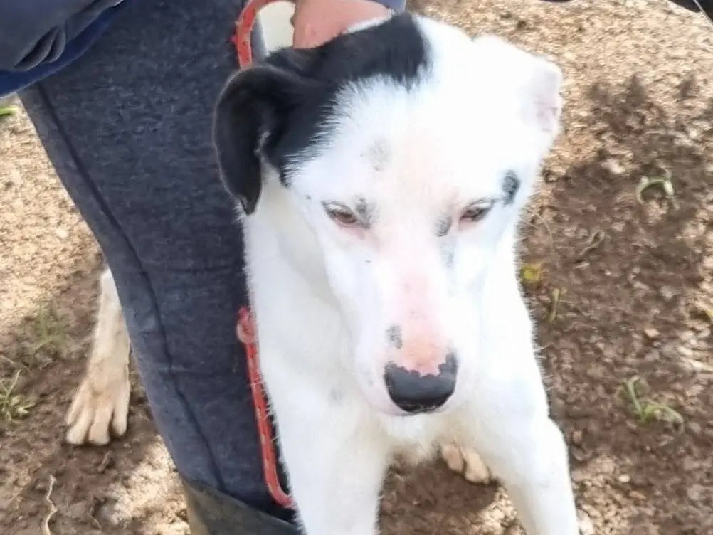 Vuoi adottare un cane a Latina?