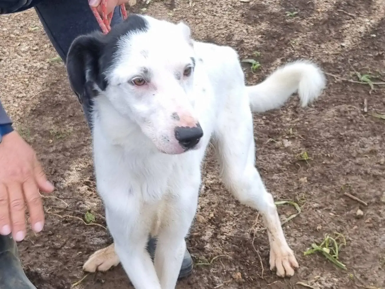 Adotta un cane, maschio, 3 anni e 2 mesi, Latina