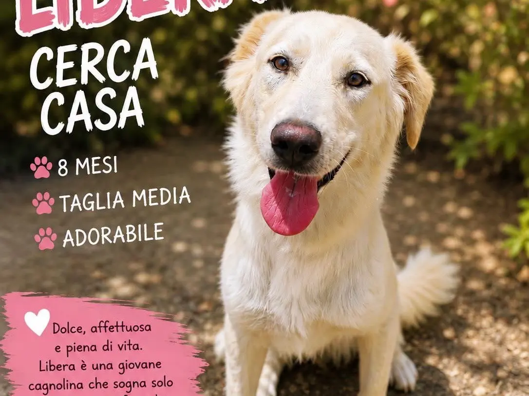 Foto 1 dell'animale