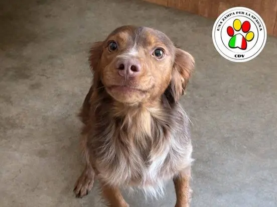 Adozione cane, maschio, Breton Breton, 4 anni e 6 mesi, taglia media contenuta, Milano