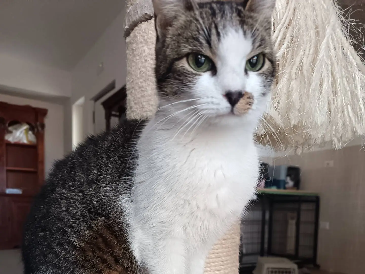 Adotta un gatto, femmina, 1 anno e 2 mesi, Barletta