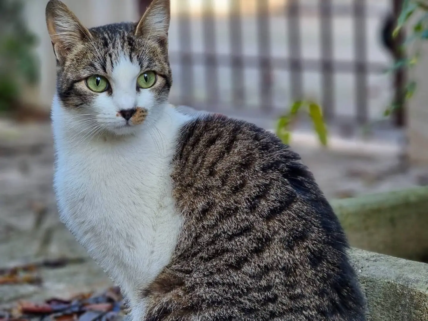 Adozione gatto, femmina, Razza sconosciuta Razza sconosciuta, 1 anno e 2 mesi, taglia non valida, Barletta