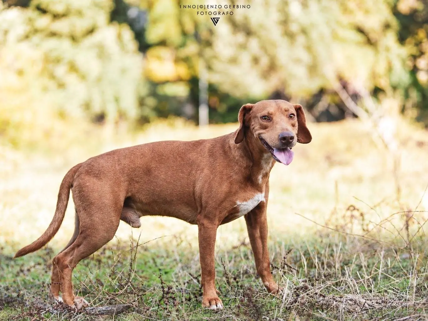 Adotta un cane, maschio, 3 anni, Como