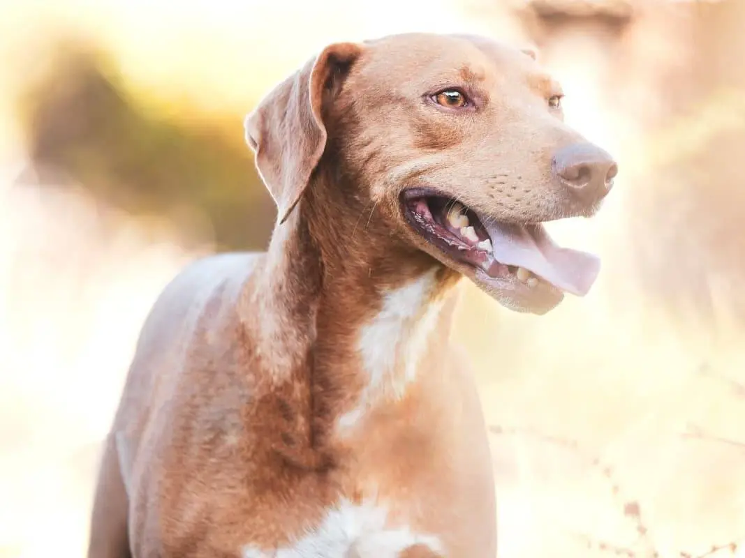 Adozione cane, maschio, Razza sconosciuta Razza sconosciuta, 3 anni, taglia grande, Como