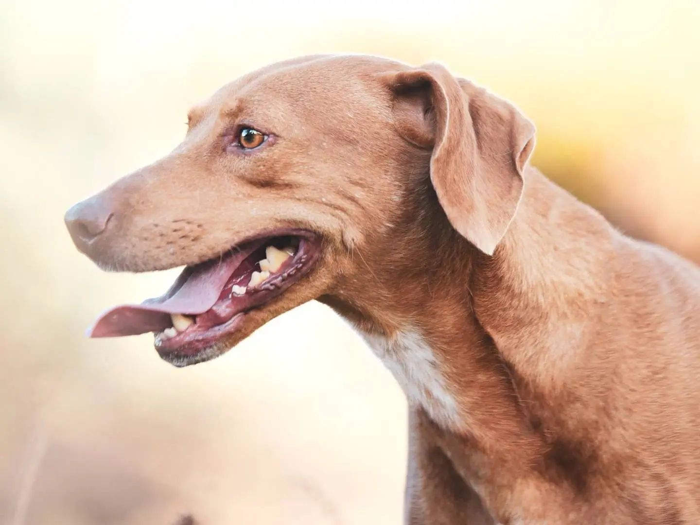 Vuoi adottare un cane a Como?