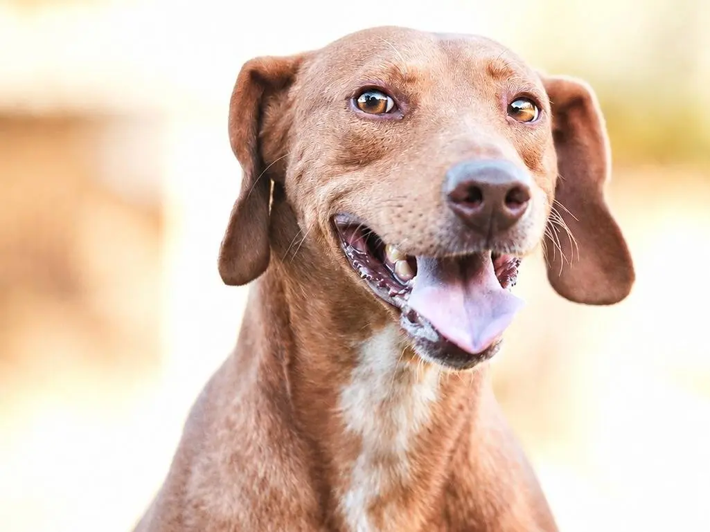 Adotta un cane, taglia grande, maschio, Como