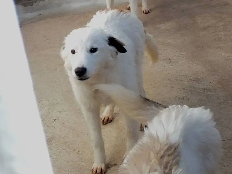 Adotta un cane, taglia grande, femmina, Frosinone