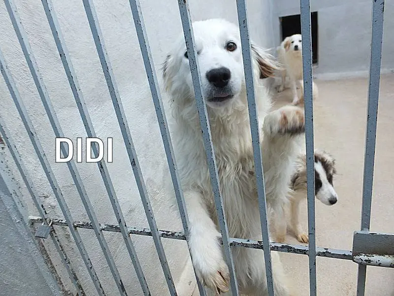 Adozione cane, femmina, Pastore maremmano Razza sconosciuta, 3 anni e 5 mesi, taglia grande, Frosinone