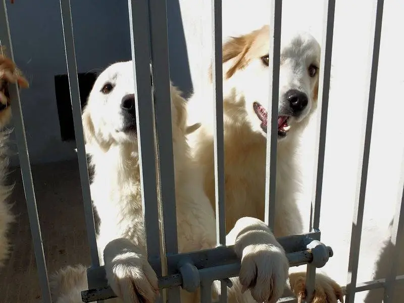 Adotta un cane, femmina, 3 anni e 5 mesi, Frosinone
