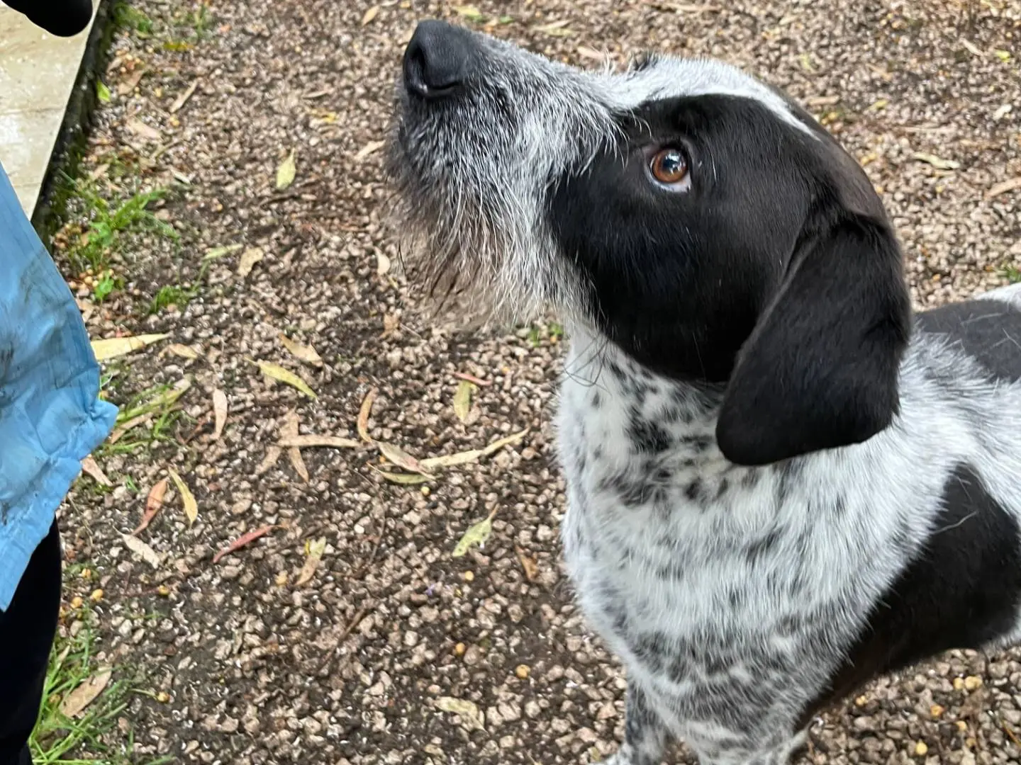 Adotta un cane, maschio, 4 anni e 8 mesi, Latina