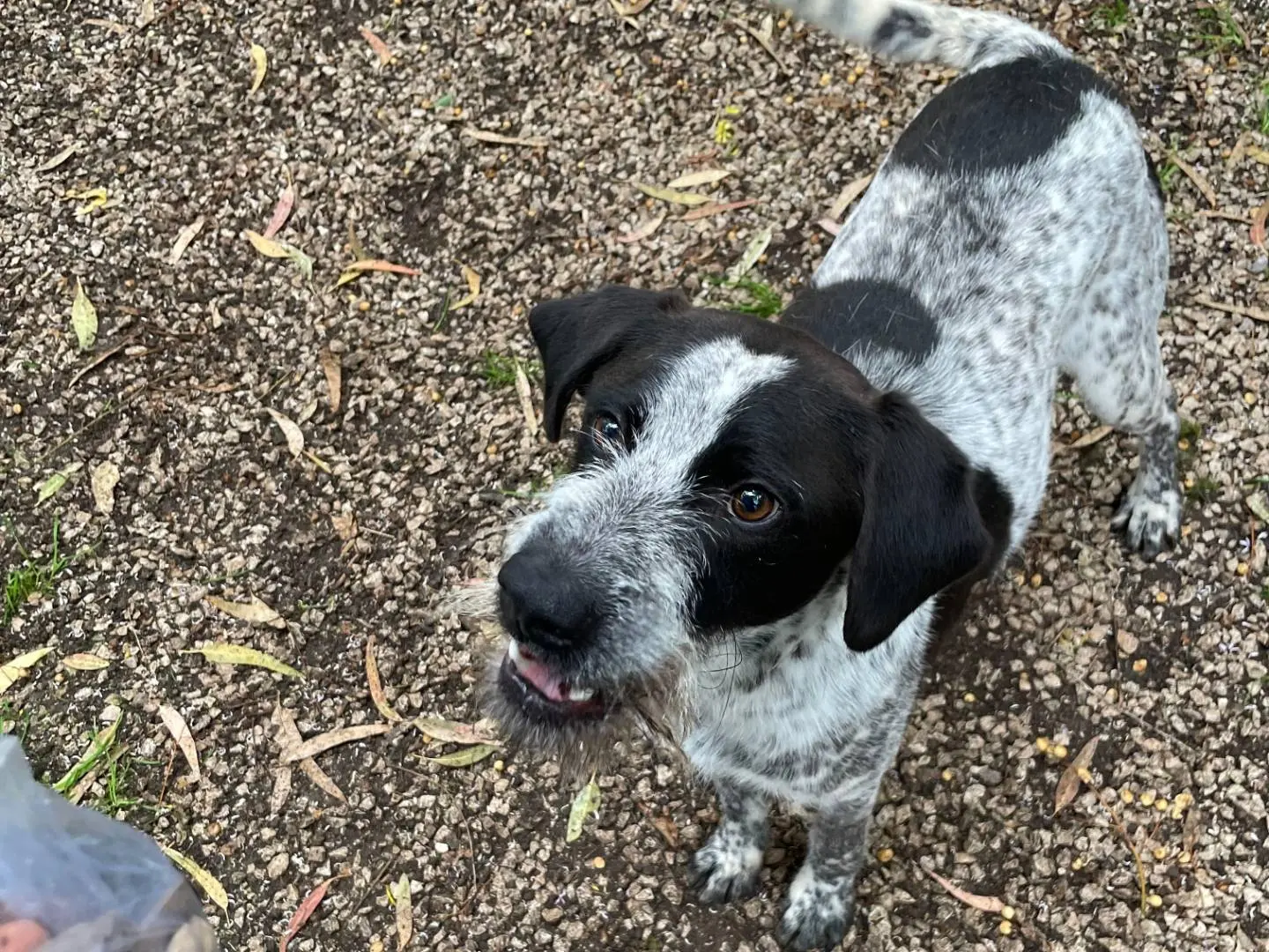 Adozione cane, maschio, Razza sconosciuta Razza sconosciuta, 4 anni e 8 mesi, taglia media, Latina
