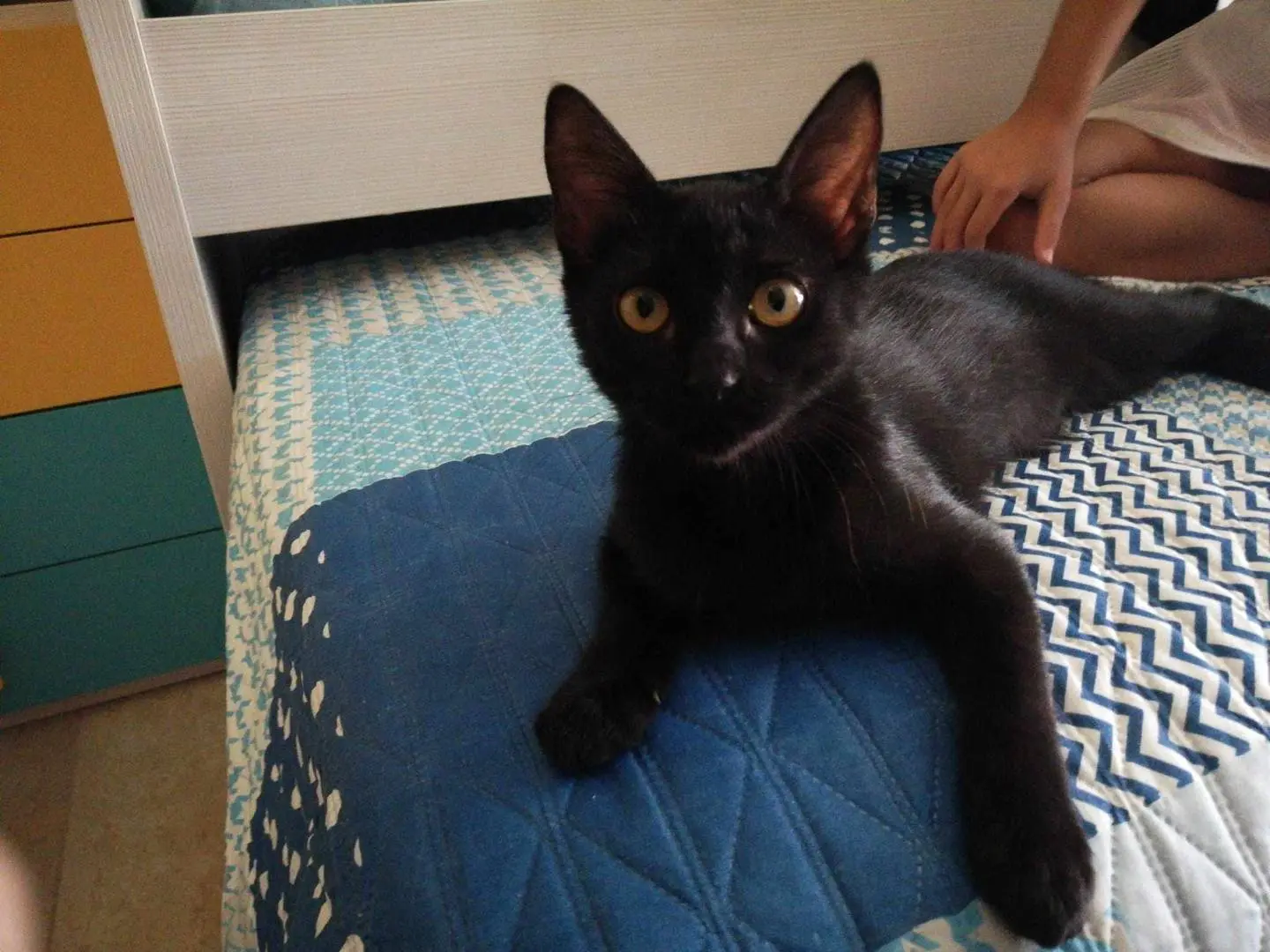 Adotta un gatto, femmina, 3 anni e 6 mesi, Catania