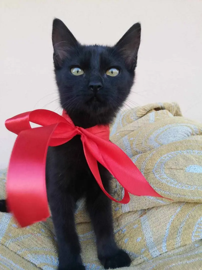 Adotta un gatto, taglia non valida, femmina, Catania