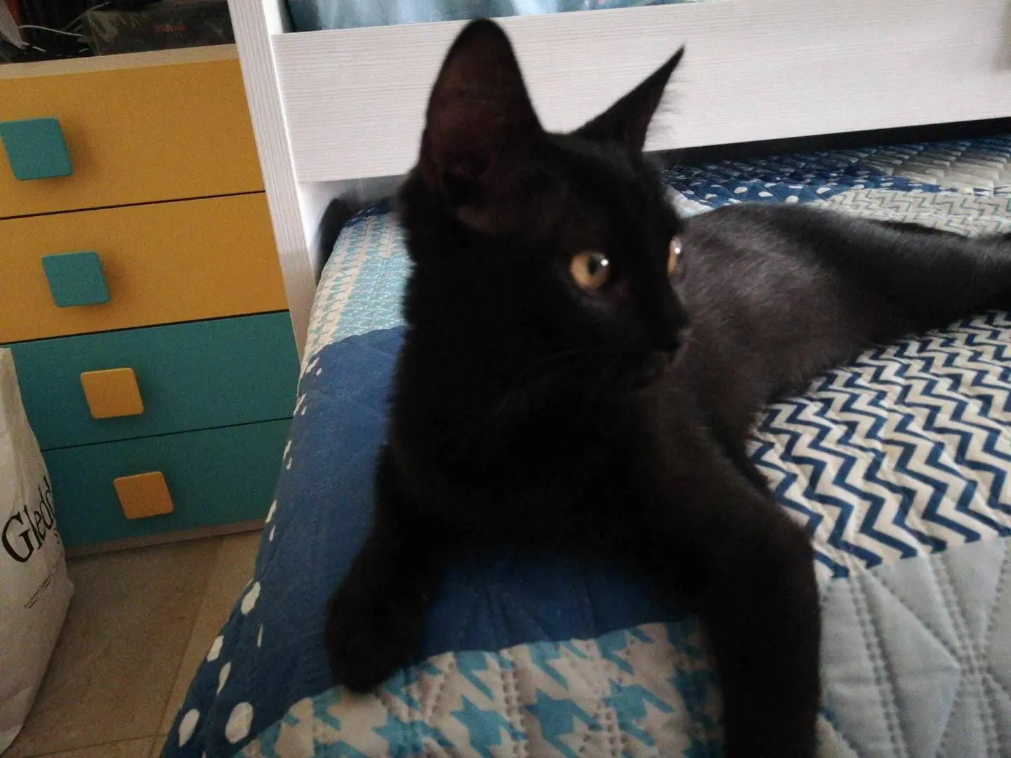 Adozione gatto, femmina, meticcio, 3 anni e 6 mesi, taglia non valida, Catania