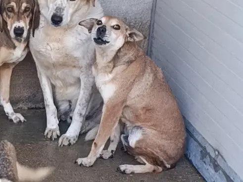 Vuoi adottare un cane a Trento?