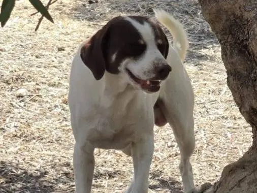 Adotta un cane, taglia media contenuta, maschio, Cosenza
